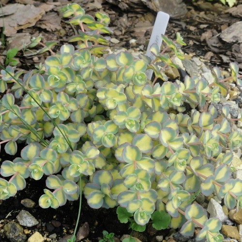 Sedum sieboldii 'Mediovariegatum' - Sieboldi kukehari 'Mediovariegatum' P9/0,55L